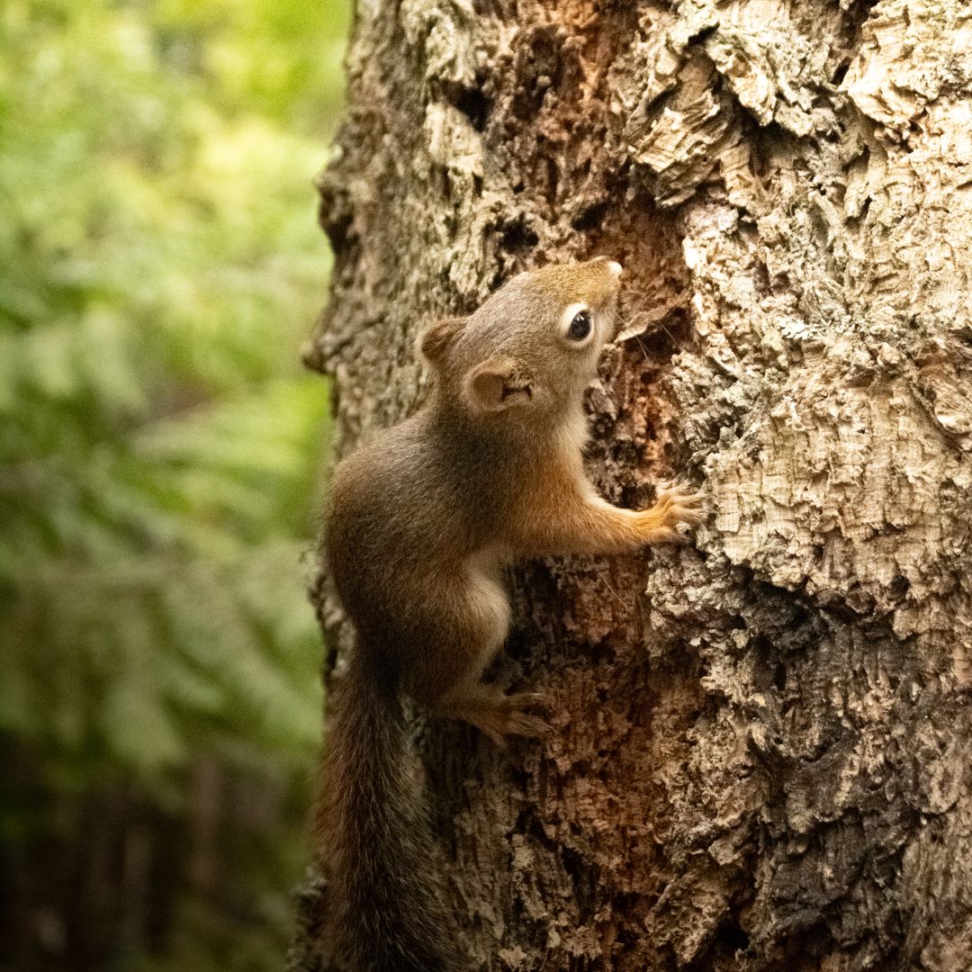 Squirrel in Tree