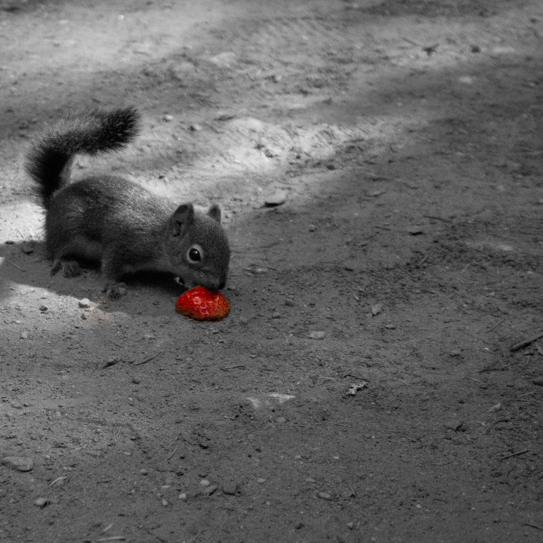 Squirrel Black and White